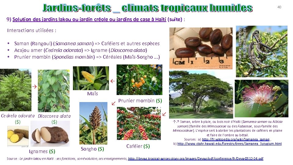 40 9) Solution des jardins lakou ou jardin créole ou jardins de case à