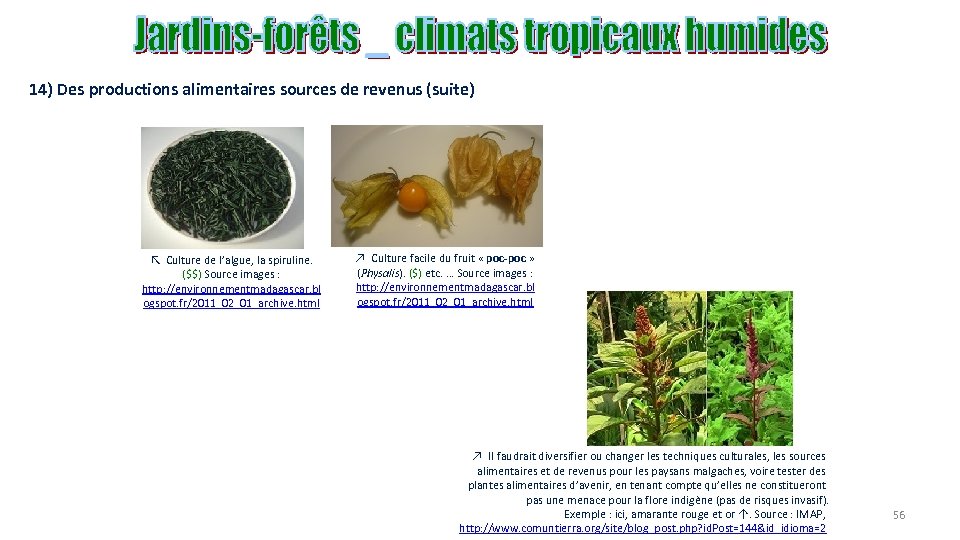 14) Des productions alimentaires sources de revenus (suite) ↖ Culture de l’algue, la spiruline.