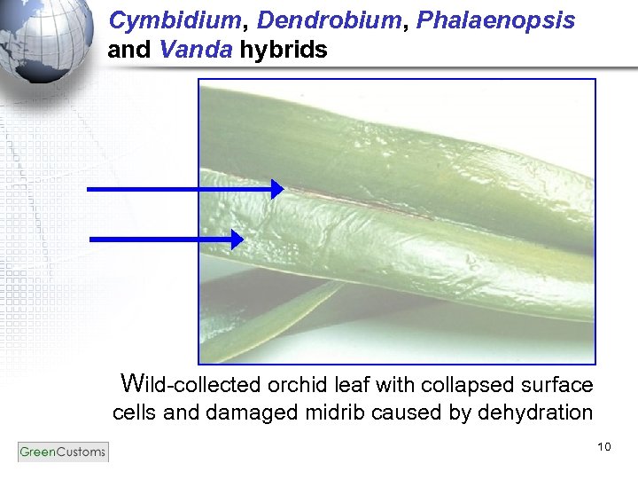 Cymbidium, Dendrobium, Phalaenopsis and Vanda hybrids Wild-collected orchid leaf with collapsed surface cells and