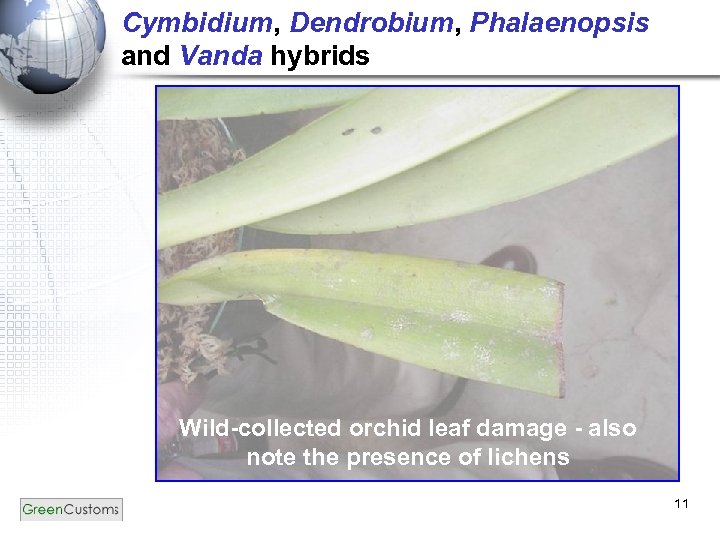 Cymbidium, Dendrobium, Phalaenopsis and Vanda hybrids Wild-collected orchid leaf damage - also note the