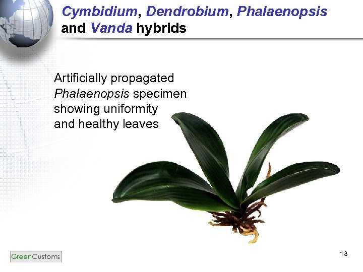 Cymbidium, Dendrobium, Phalaenopsis and Vanda hybrids Artificially propagated Phalaenopsis specimen showing uniformity and healthy