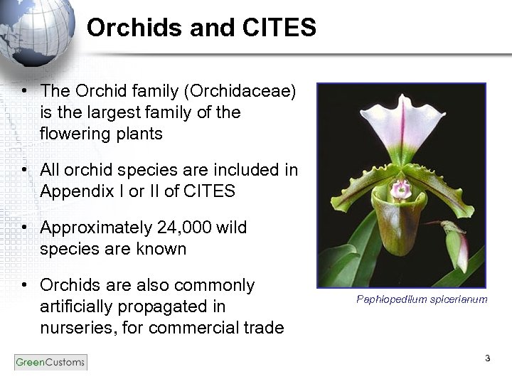 Orchids and CITES • The Orchid family (Orchidaceae) is the largest family of the