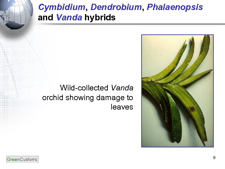 Cymbidium, Dendrobium, Phalaenopsis and Vanda hybrids Wild-collected Vanda orchid showing damage to leaves 9