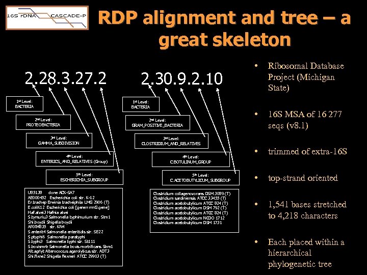 RDP alignment and tree – a great skeleton 2. 28. 3. 27. 2 1