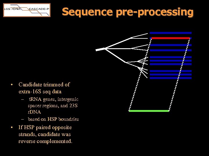 Sequence pre-processing • Candidate trimmed of extra-16 S seq data – t. RNA genes,