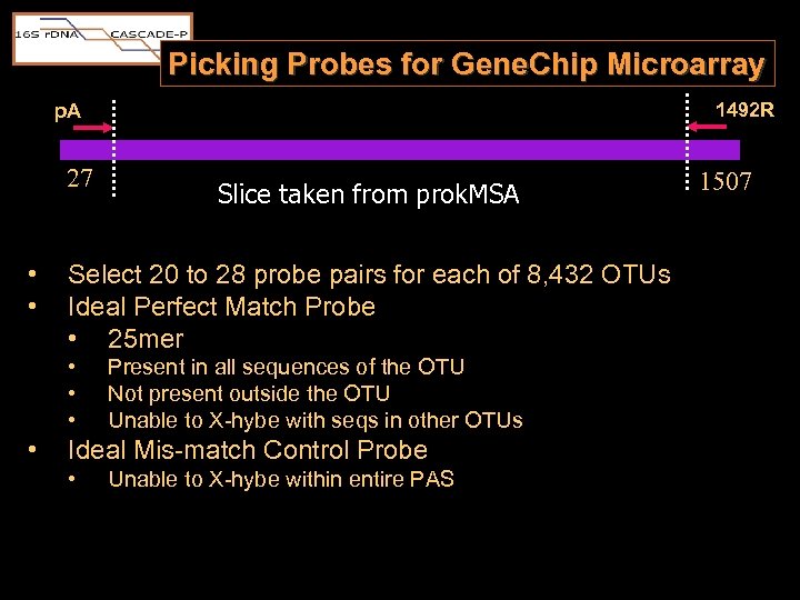 Picking Probes for Gene. Chip Microarray 1492 R p. A 27 • • Select
