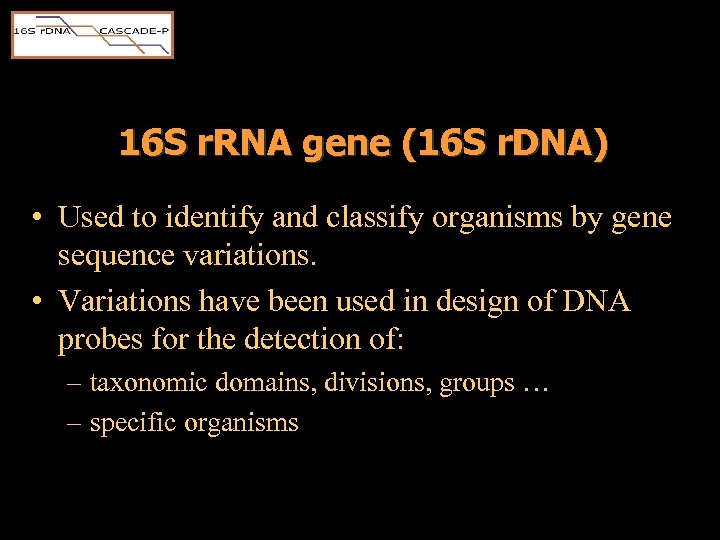 16 S r. RNA gene (16 S r. DNA) • Used to identify and