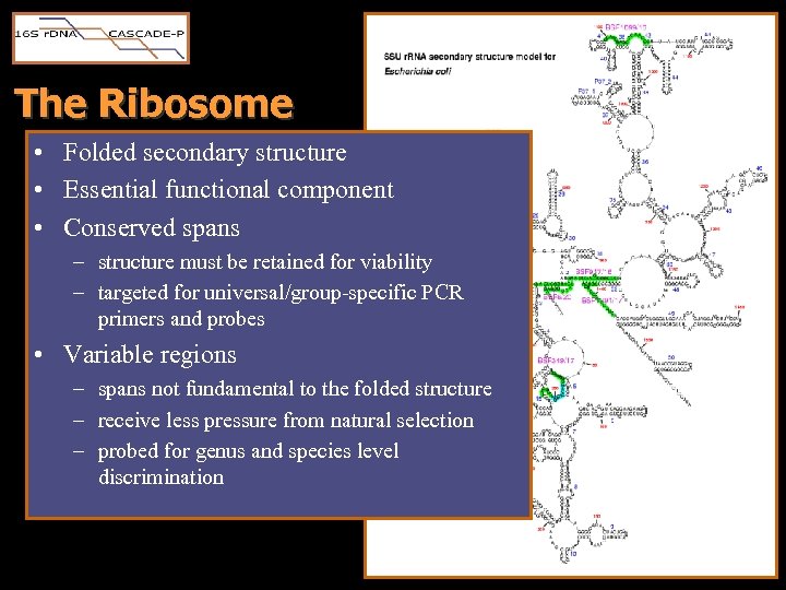 The Ribosome • Folded secondary structure • Essential functional component • Conserved spans –