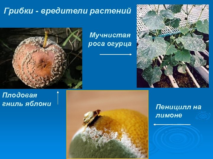 Грибки - вредители растений Мучнистая роса огурца Плодовая гниль яблони Пеницилл на лимоне 