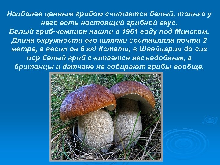 Наиболее ценным грибом считается белый, только у него есть настоящий грибной вкус. Белый гриб-чемпион