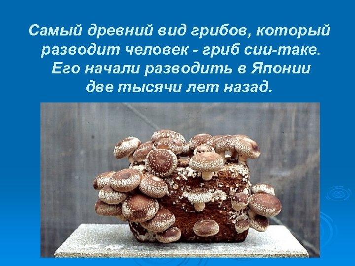Самый древний вид грибов, который разводит человек - гриб сии-таке. Его начали разводить в