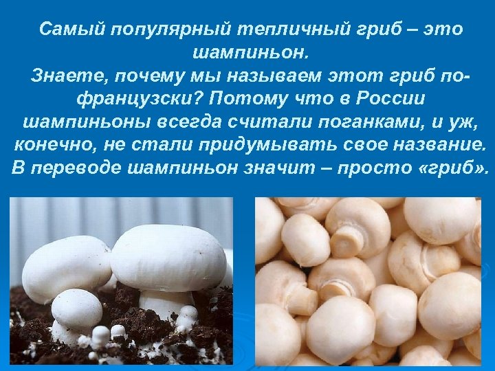 Самый популярный тепличный гриб – это шампиньон. Знаете, почему мы называем этот гриб пофранцузски?