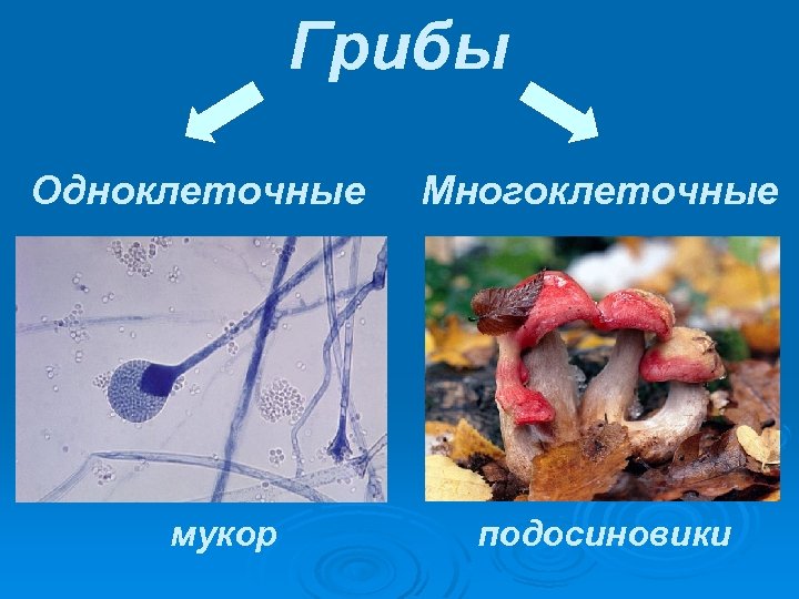 Мукор одноклеточный. Мукор многоклеточный. Одноклеточные и многоклеточные грибы. Классификация одноклеточных грибов. Одноклеточные грибы.