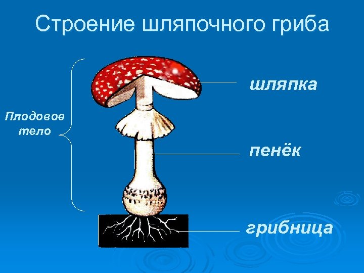 Строение шляпочного гриба шляпка Плодовое тело пенёк грибница 
