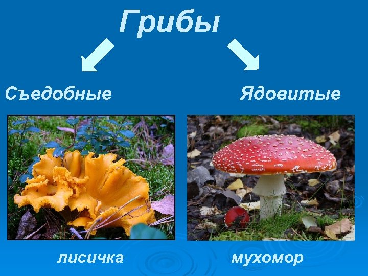 Грибы Съедобные лисичка Ядовитые мухомор 
