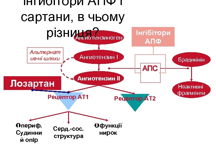 інгибітори AПФ і сартани, в чьому різниця? Ангиотензиноген Альтернат ив-ні шляхи Інгібітори АПФ Ангиотензин
