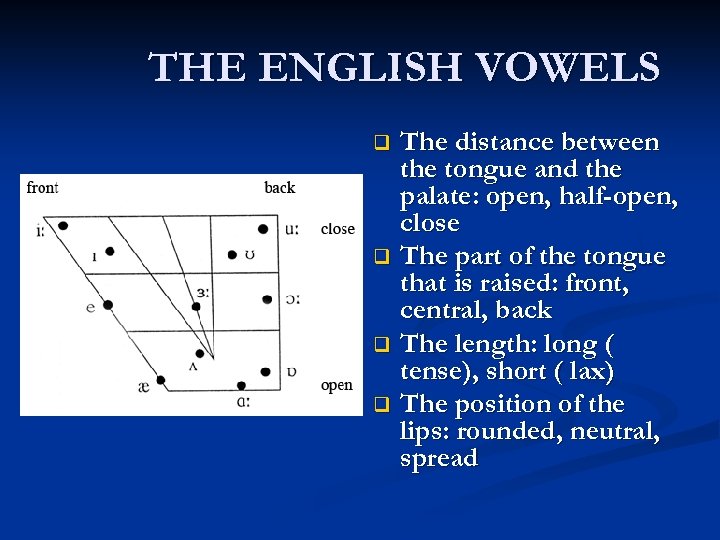 THE ENGLISH VOWELS The distance between the tongue and the palate: open, half-open, close
