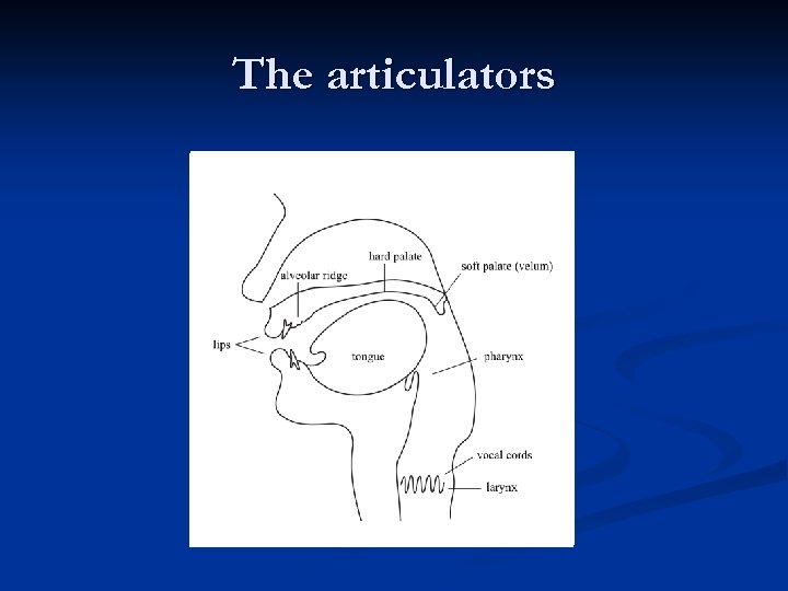 The articulators 