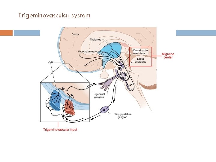 Trigeminovascular system 