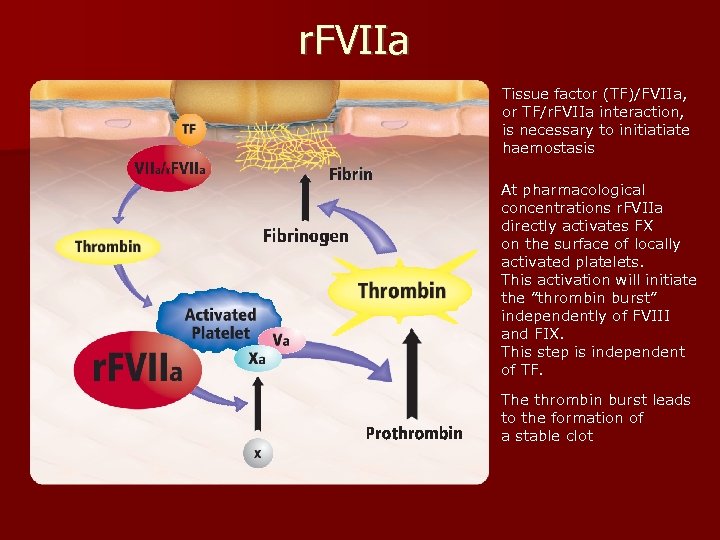 r. FVIIa Tissue factor (TF)/FVIIa, or TF/r. FVIIa interaction, is necessary to initiatiate haemostasis