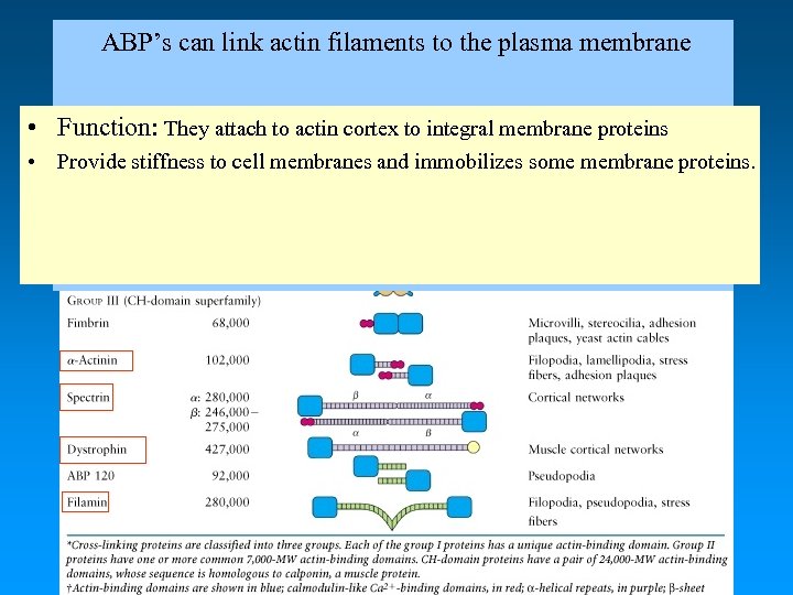 ABP’s can link actin filaments to the plasma membrane • Function: They attach to