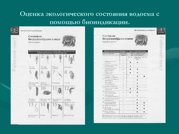 Оценка экологического состояния водоема с помощью биоиндикации. 