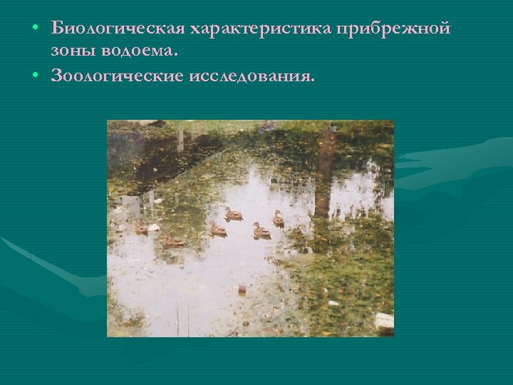  • Биологическая характеристика прибрежной зоны водоема. • Зоологические исследования. 