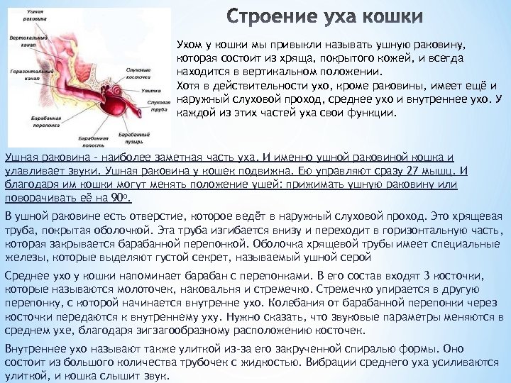 Ухом у кошки мы привыкли называть ушную раковину, которая состоит из хряща, покрытого кожей,