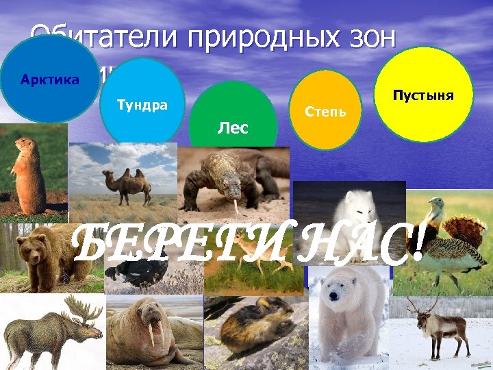 Природные зоны царство деревьев. Арктика, тундра, зона лесов, степь, пустыня. Рептилии тундры. Арктика лес.