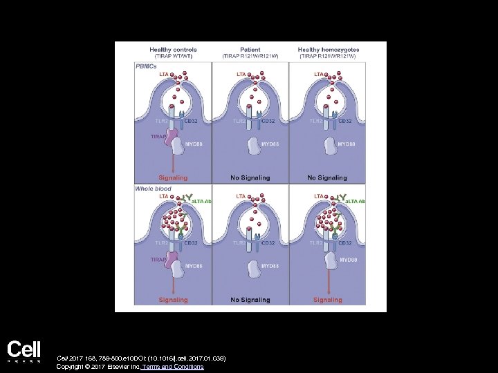 Cell 2017 168, 789 -800. e 10 DOI: (10. 1016/j. cell. 2017. 01. 039)