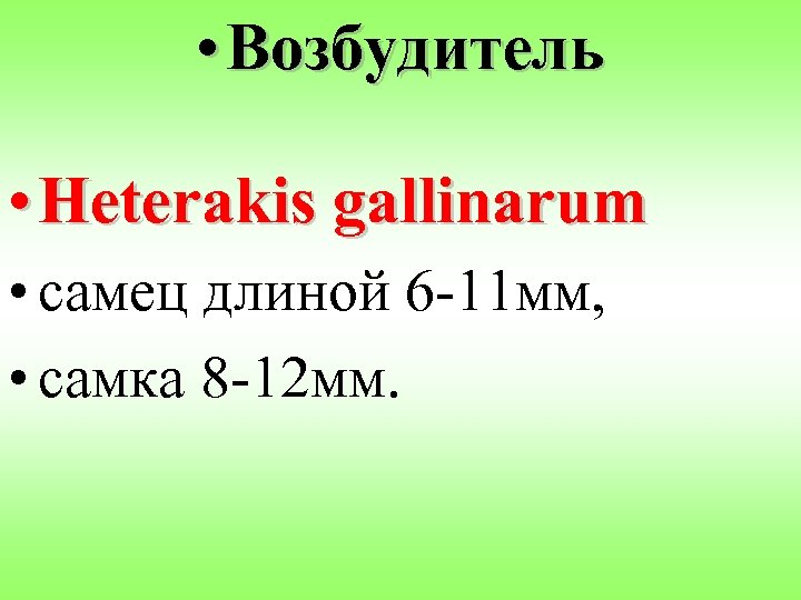  • Возбудитель • Heterakis gallinarum • самец длиной 6 -11 мм, • самка