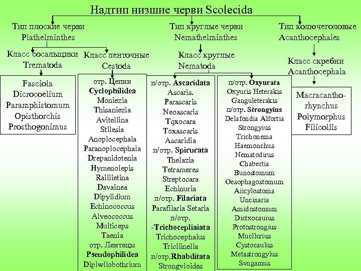 Надтип низшие черви Scolecida Тип плоские черви Plathelminthes Класс сосальщики Класс ленточные Trematoda Cestoda