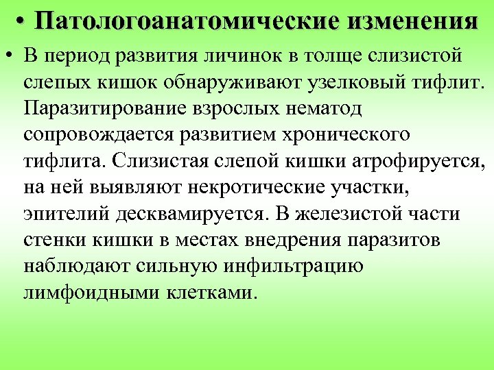 • Патологоанатомические изменения • В период развития личинок в толще слизистой слепых кишок