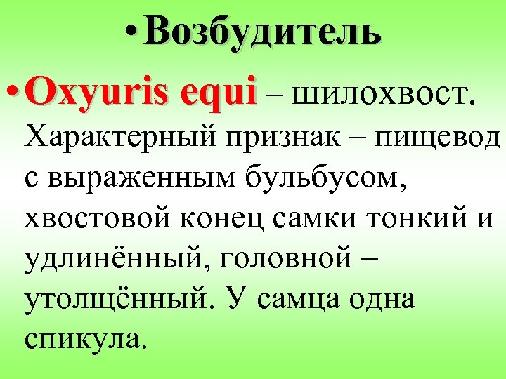  • Возбудитель • Oxyuris equi – шилохвост. Характерный признак – пищевод с выраженным