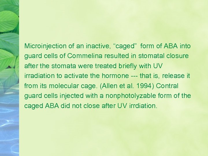 Microinjection of an inactive, “caged” form of ABA into guard cells of Commelina resulted