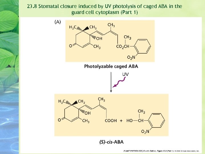 23. 8 Stomatal closure induced by UV photolysis of caged ABA in the guard