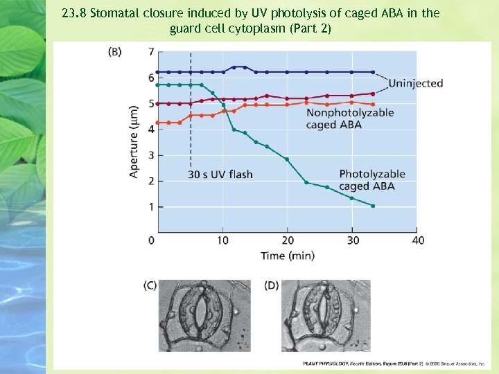 23. 8 Stomatal closure induced by UV photolysis of caged ABA in the guard