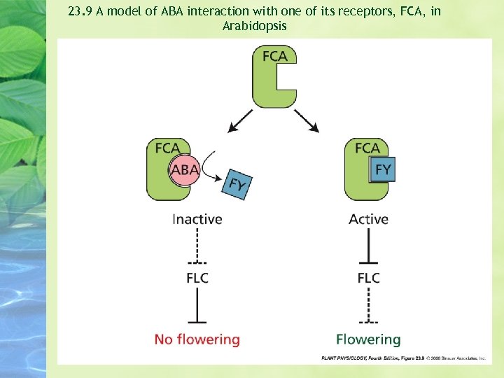 23. 9 A model of ABA interaction with one of its receptors, FCA, in