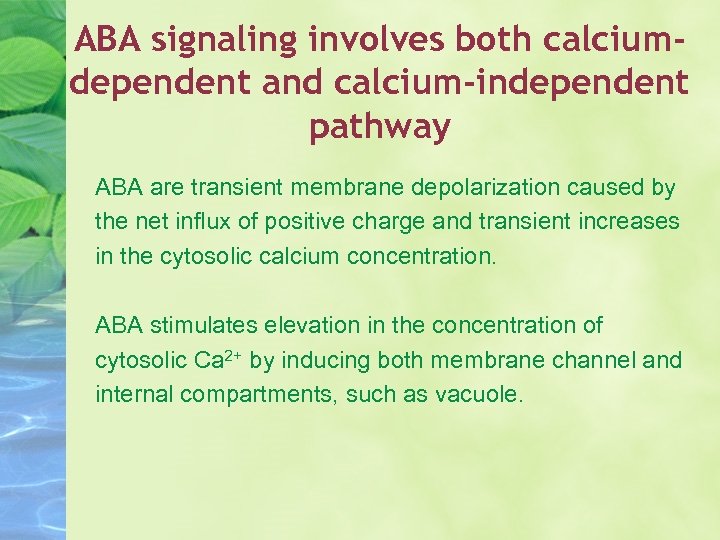 ABA signaling involves both calciumdependent and calcium-independent pathway ABA are transient membrane depolarization caused