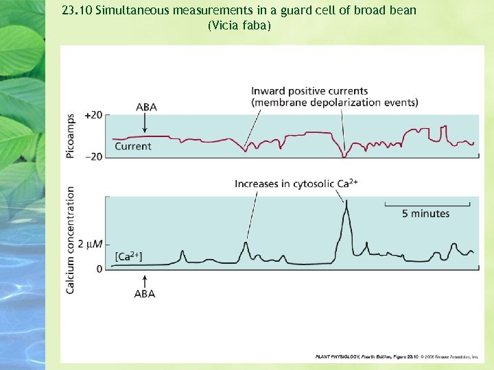 23. 10 Simultaneous measurements in a guard cell of broad bean (Vicia faba) 