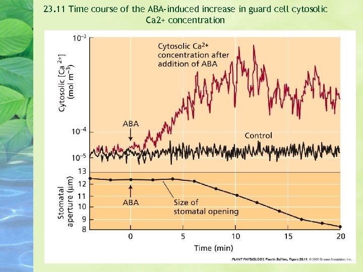 23. 11 Time course of the ABA-induced increase in guard cell cytosolic Ca 2+