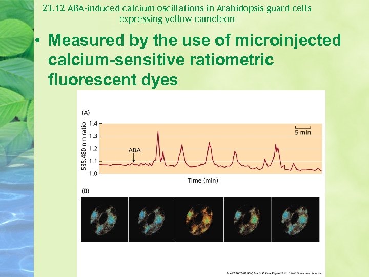 23. 12 ABA-induced calcium oscillations in Arabidopsis guard cells expressing yellow cameleon • Measured