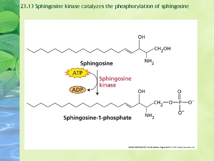 23. 13 Sphingosine kinase catalyzes the phosphorylation of sphingosine 