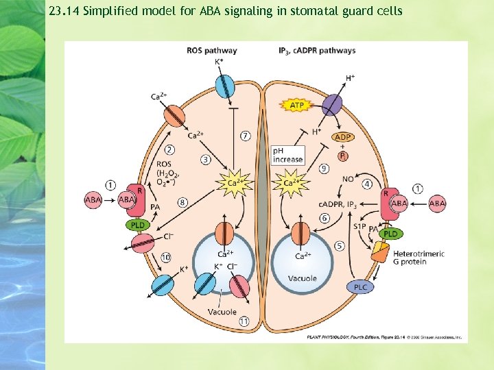 23. 14 Simplified model for ABA signaling in stomatal guard cells 