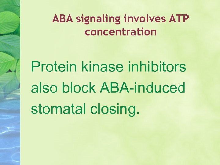 ABA signaling involves ATP concentration Protein kinase inhibitors also block ABA-induced stomatal closing. 