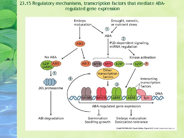 23. 15 Regulatory mechanisms, transcription factors that mediate ABAregulated gene expression 