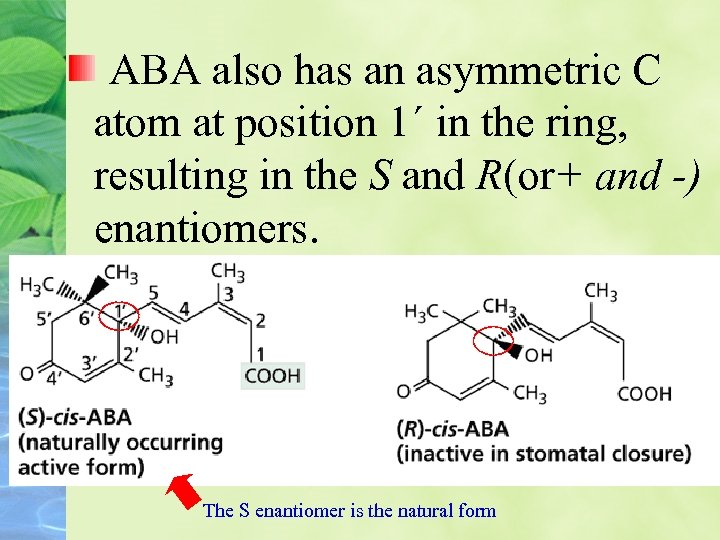 ABA also has an asymmetric C atom at position 1´ in the ring, resulting