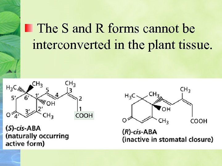 The S and R forms cannot be interconverted in the plant tissue. 