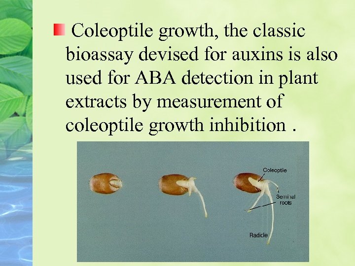 Coleoptile growth, the classic bioassay devised for auxins is also used for ABA detection