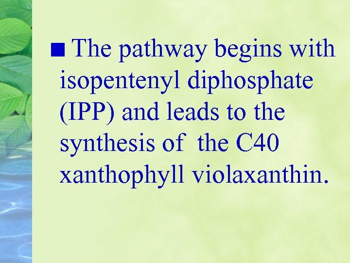 The pathway begins with isopentenyl diphosphate (IPP) and leads to the synthesis of the